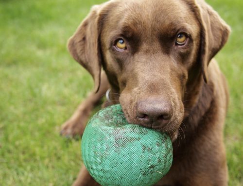 Heartworm Medication: Injectable vs Oral
