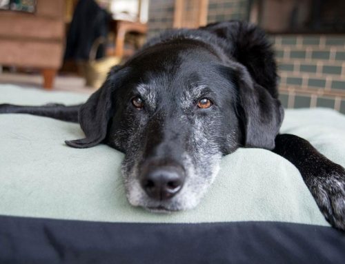 How to Care for an Older Pet