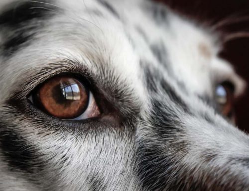 Pet Eye Infections