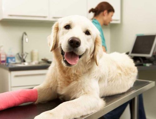 Is Surgery the Best Option for My Pet?
